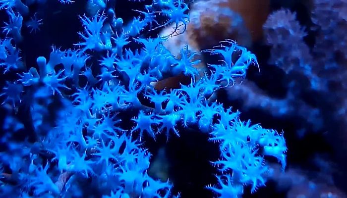 Piedra Coral Azul, Significado, Origen, Tipos, Características, Cuidados Y Más